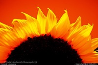Photo by camocamera | New Vineyard  Sunflower